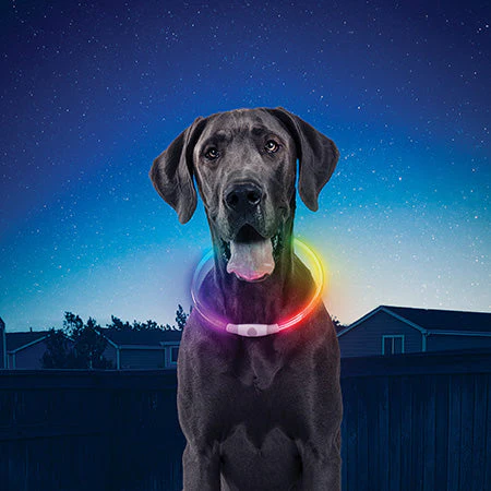 NiteHowl LED Safety Necklace Disc-O Select Rechargeable Dog Collar 30.5-68.5cm - Image 2