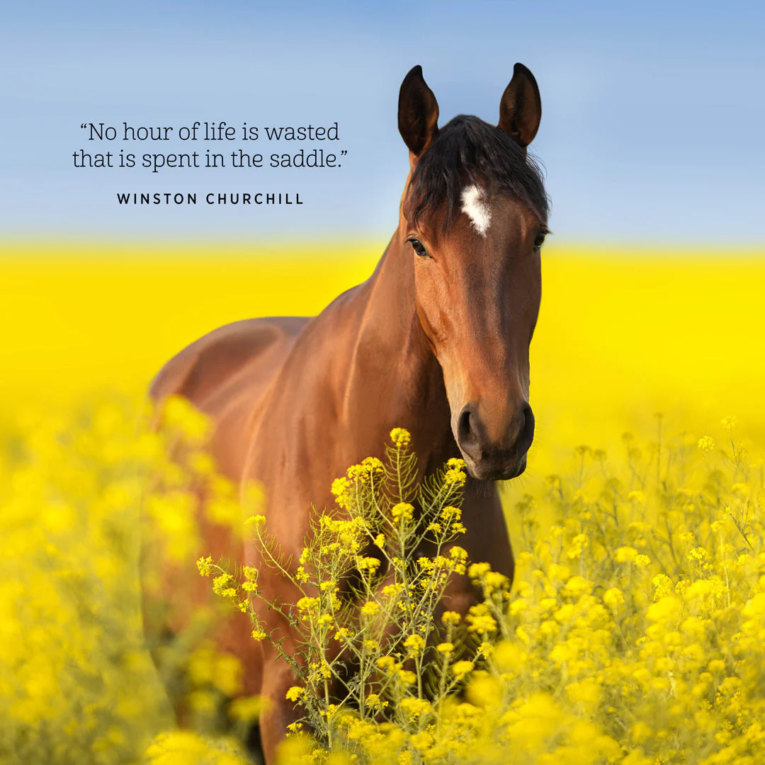 Paper Pocket Our Australia Horses at Home 2026 Calendar - Image 2