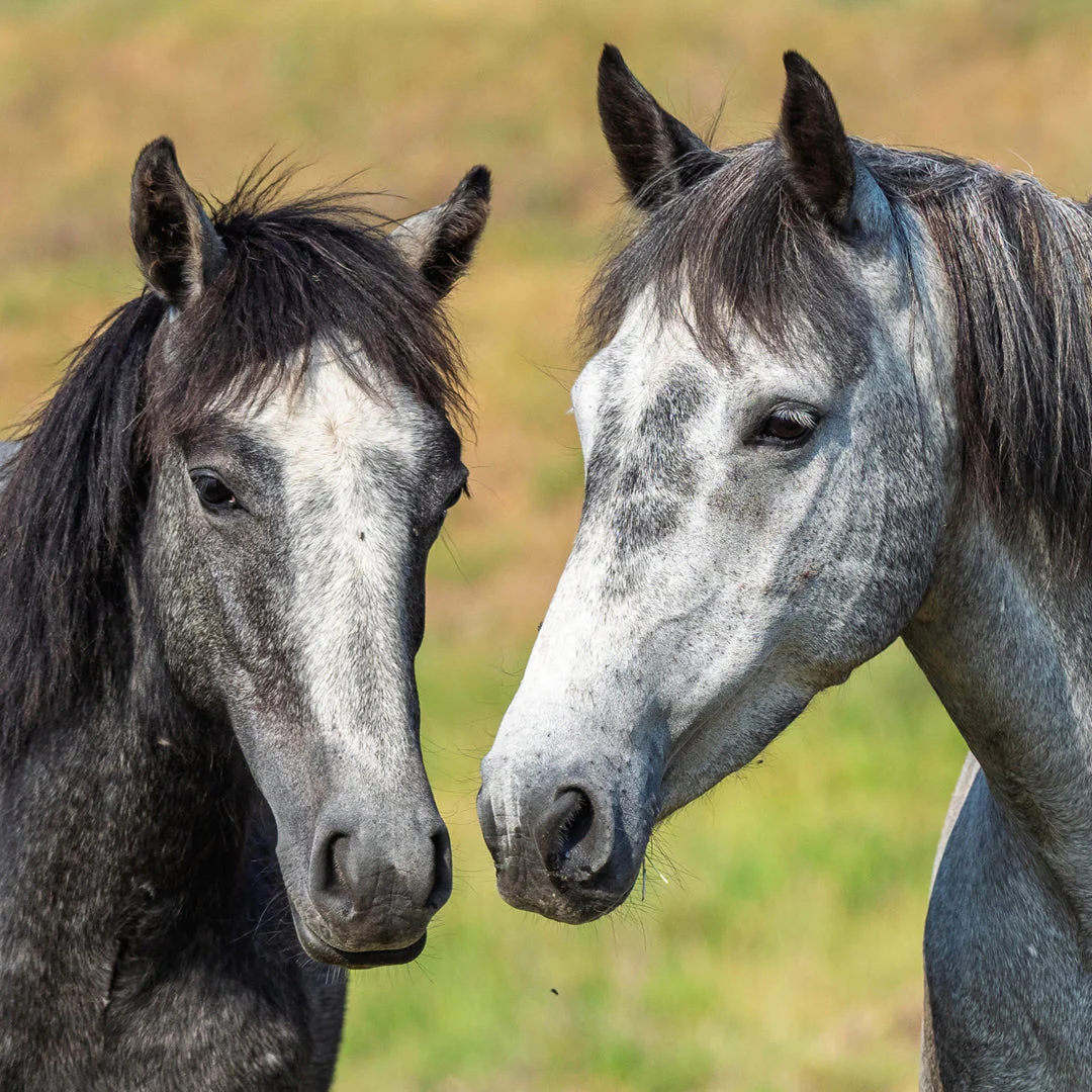Paper Pocket Our Australia Wild Horses 2026 Calendar - Image 2