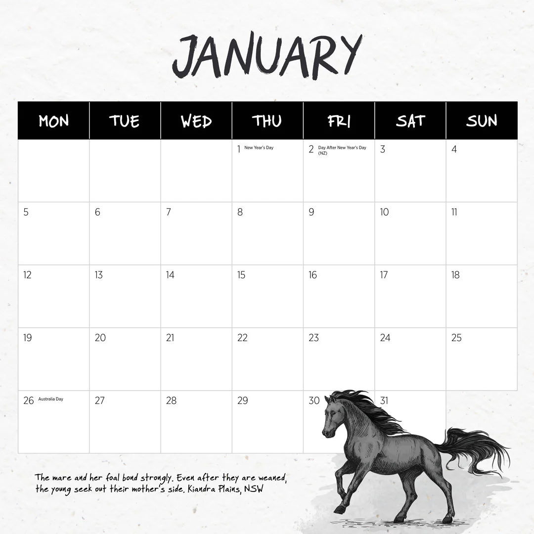 Paper Pocket Our Australia Wild Horses 2026 Calendar - Image 3